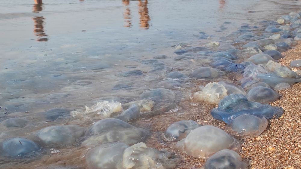 Hrozba pro turistickou sezonu? Hordy medúz zaplavují části Jadranu
